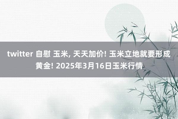 twitter 自慰 玉米, 天天加价! 玉米立地就要形成黄金! 2025年3月16日玉米行情